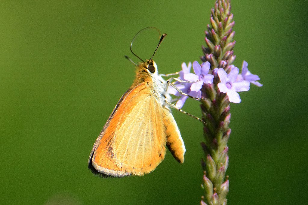 099 2013-08125830 Broad Beadow Brook, MA.JPG - Least Skipper (Ancyloxypha numitor). Broad Meadow Brook Wildlife Sanctuary, Worcester, MA, 8-12-2013